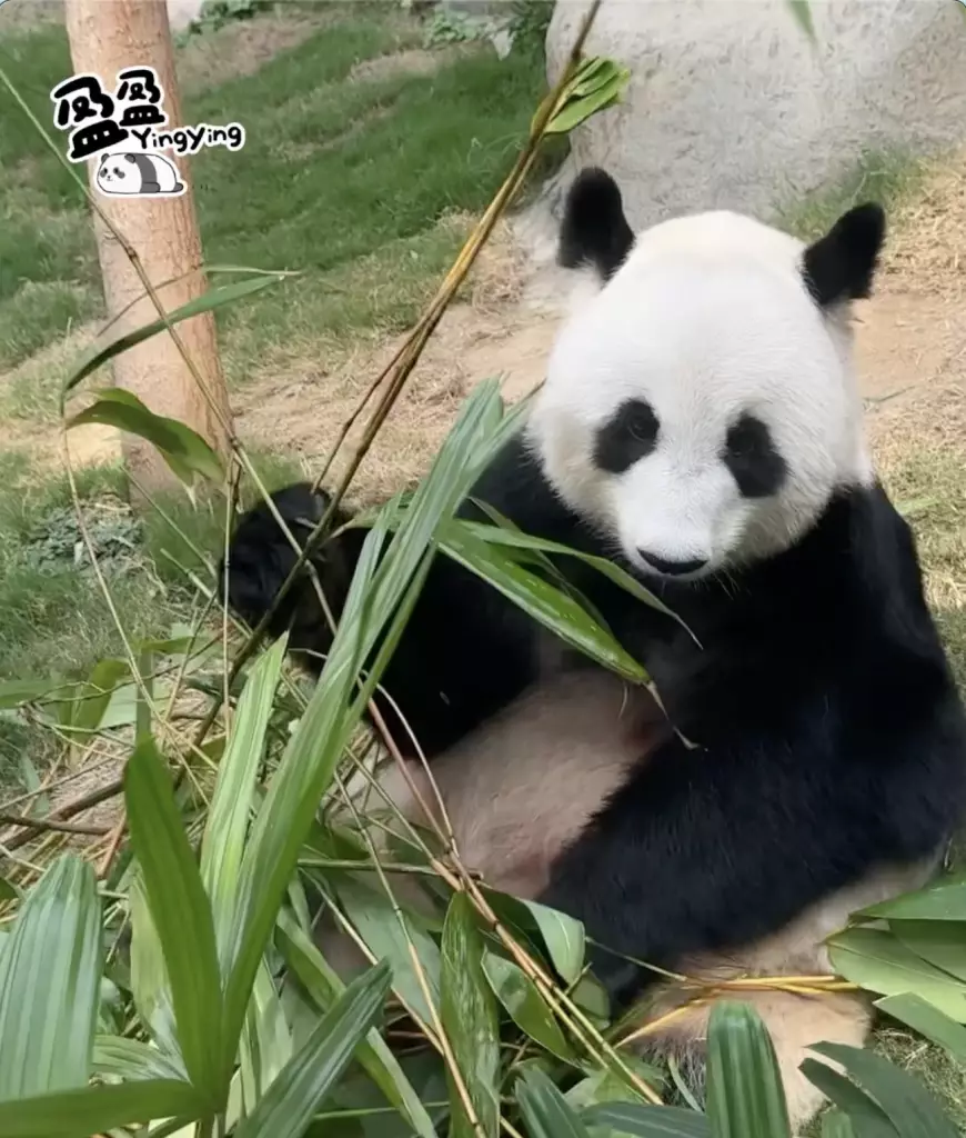 海洋公園「香港6寶」情人節齊放閃
