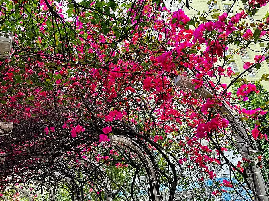 每年一到3至4月都會盛放。(圖片來源:FB @ Winnie Lam授權)