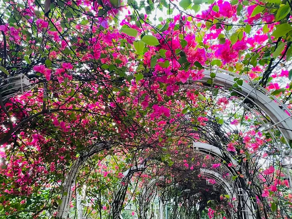 遠看出現一大片澎湃花海瀑布。(圖片來源:FB @ Winnie Lam授權)