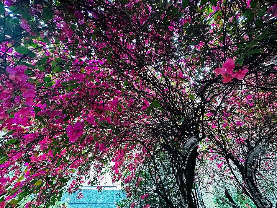 隧道兩旁以及籐蔓都依附種有大量簕杜鵑。(圖片來源:FB @ Winnie Lam授權)