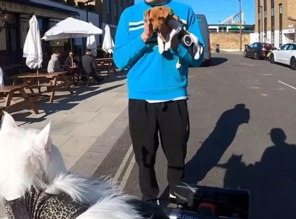 白貓見到路人懷中的狗狗即哈氣警告。影片截圖