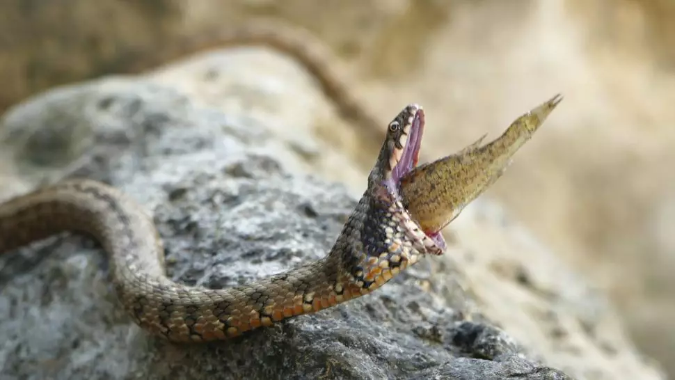 蝰蛇被梅花鱸魚卡住喉嚨。（網上圖片：《爬行動物學雜誌》官網「《Herpetology Notes》」）