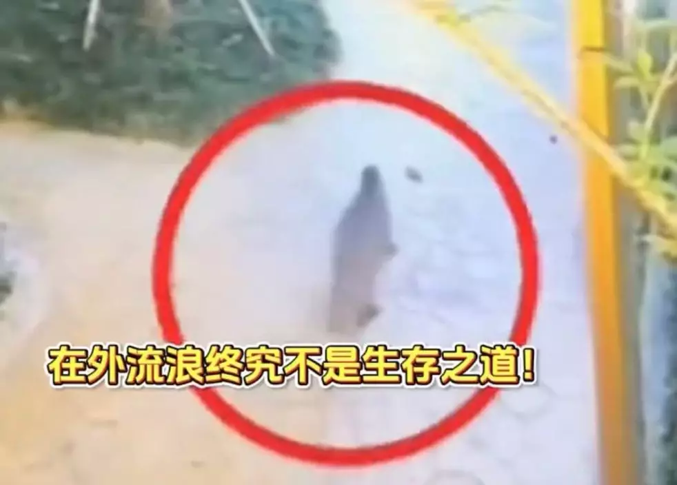 影片截圖